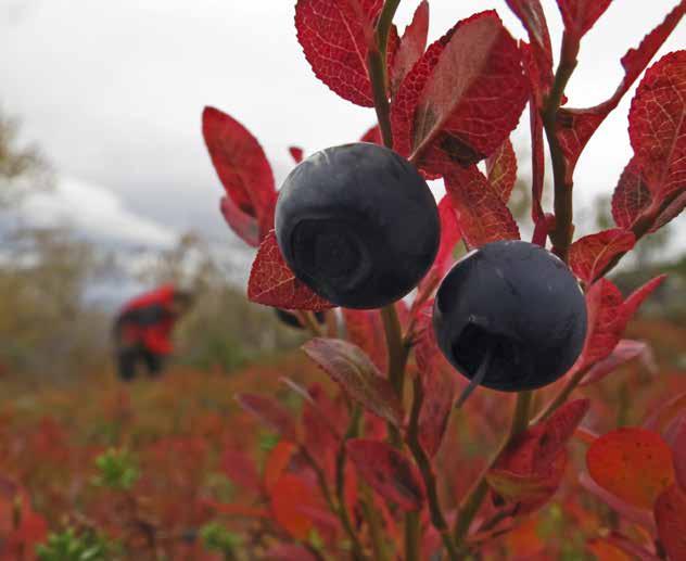 TIIVISTELMÄ Raportti esittää matkailutilinpidon vuoden 2014 lopullisista tiedoista sekä vuoden 2015 ennakkotiedoista tulokset, jotka Tilastokeskus on tuottanut Visit Finlandin toimeksiannosta.