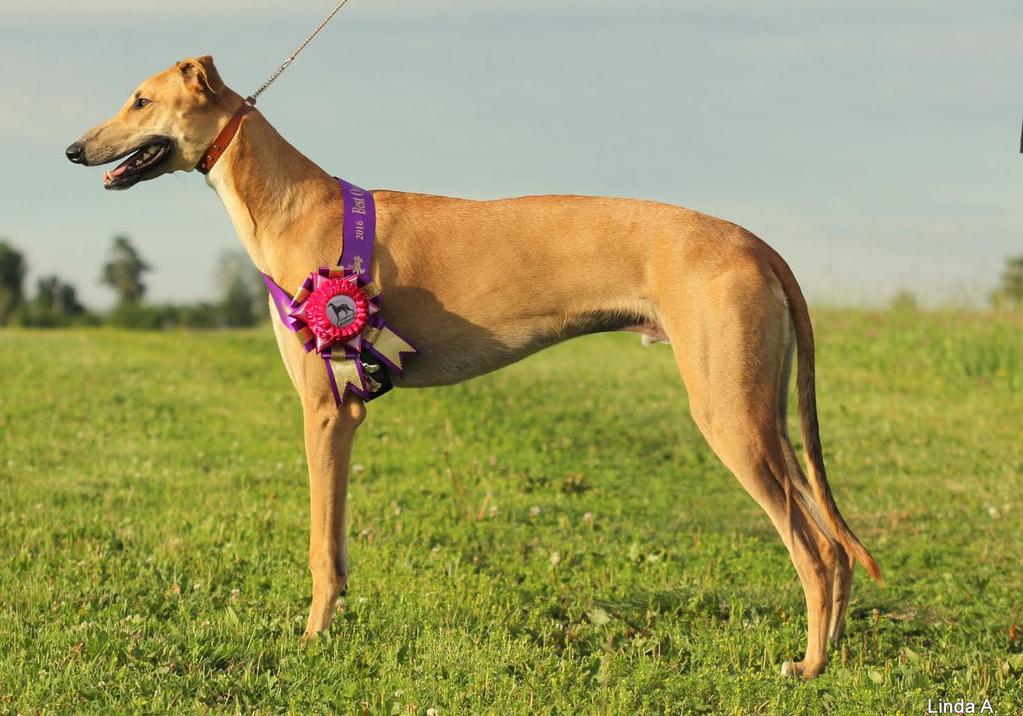 Näyttelytähti Voltti Lehtosen Tarun Voltti on näyttelyurallaan vuoden greyhoundpentu Suomessa 2016. Ratauraansa Voltti aloittelee nyt kaudella 2017.