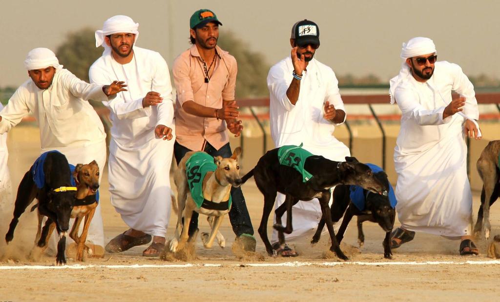 Dubain lämmöstä Toisenlaista koiraurheilua maailmalta Seppälän Petri laittoi kysymyksiä Dubaihin ja sieltä saapui runsaasti mielenkiintoista tarinaa niin kulttuurista yleensä kuin kilpailutoiminnasta.