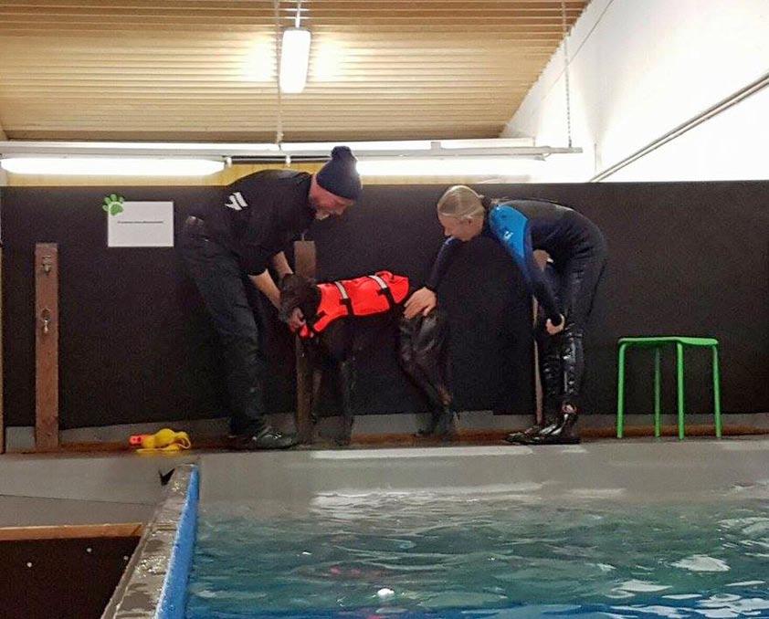 Koirauimahallia kokeilemassa Hallituslähtöinen ryhmä kerhon jäseniä kävi omalla kustannuksellaan 16. maaliskuuta tutustumassa Turun Koirauimahallin toimintaan.