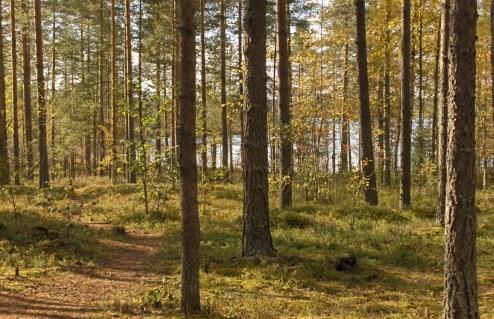 6 OPPILAIDEN OSALLISUUS JA VAIKUTTAMINEN Oppilaskuntaan kuuluvat kaikki koulun oppilaat. Kaikki oppilaat äänestävät oppilaskunnan vaaleissa syksyllä.