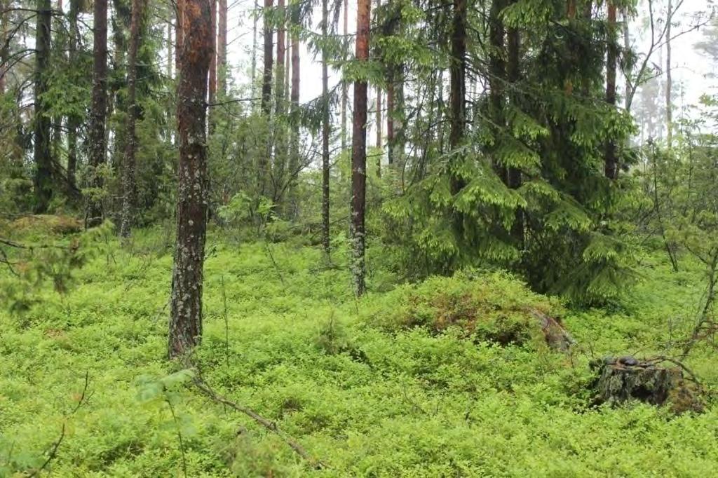 3 1 Johdanto Selvitysalue sijaitsee Vohlon saaressa Uudessakaupungissa noin kahdeksan kilometriä keskustasta etelään.