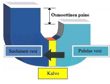 25 Osmoositapahtuman jatkuessa veden pinta laskee puhtaan veden puolelta ja vastaavasti nousee suolaisen veden puolella.