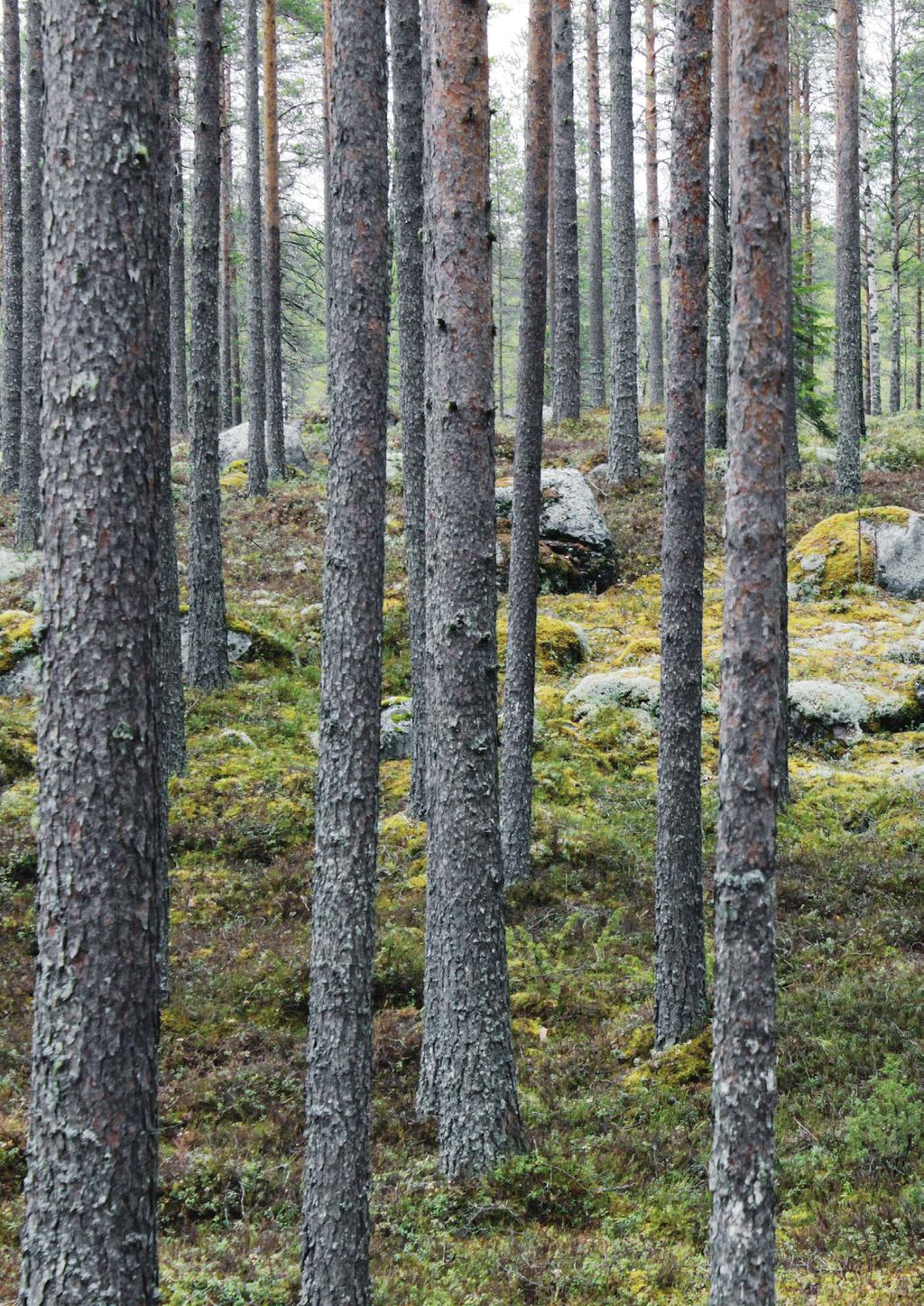 Puu on kaunis, kevyt ja kestävä materiaali Hirren materiaali, pohjoismainen mänty tai kuusi, on kaikille suomalaisille jo lapsuudesta tuttu.