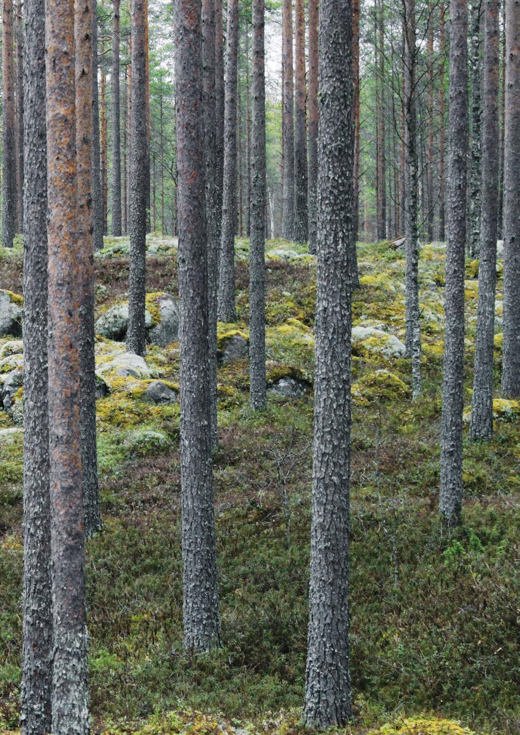 Hirsitaloon sitoutuu sama määrä hiilidioksidia kuin sitä syntyy henkilöautolla 400 000 km ajossa CO2 Hirsiseinän nerokkuus on sen yksinkertaisuudessa.