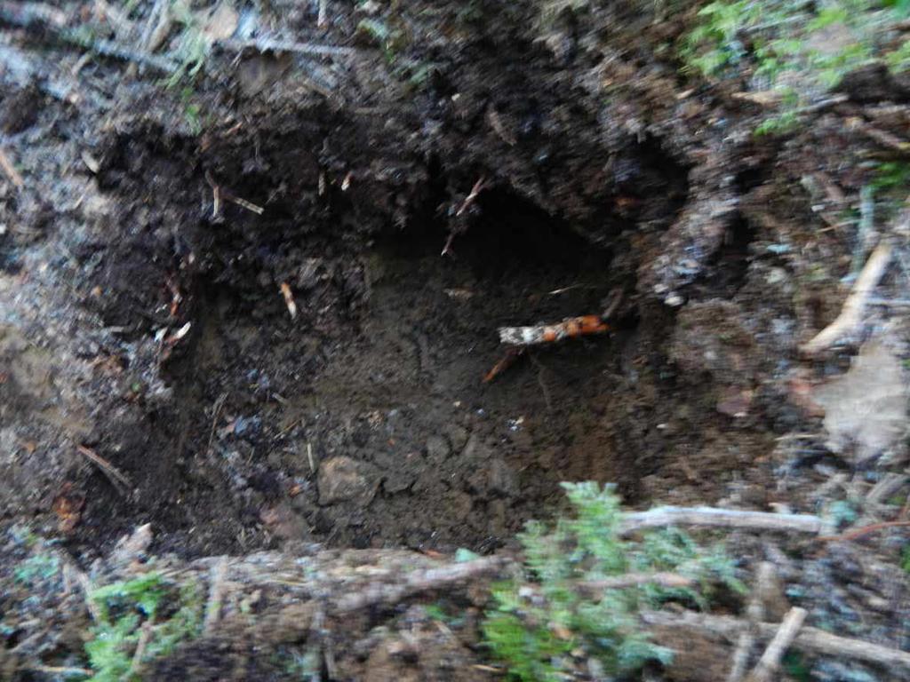 Kuopan seinämän alaosaan kaivetun koepiston profiili: 0 10 cm turve 10 15 cm multa 15 30 cm ruskean hiekka Kuva 48.