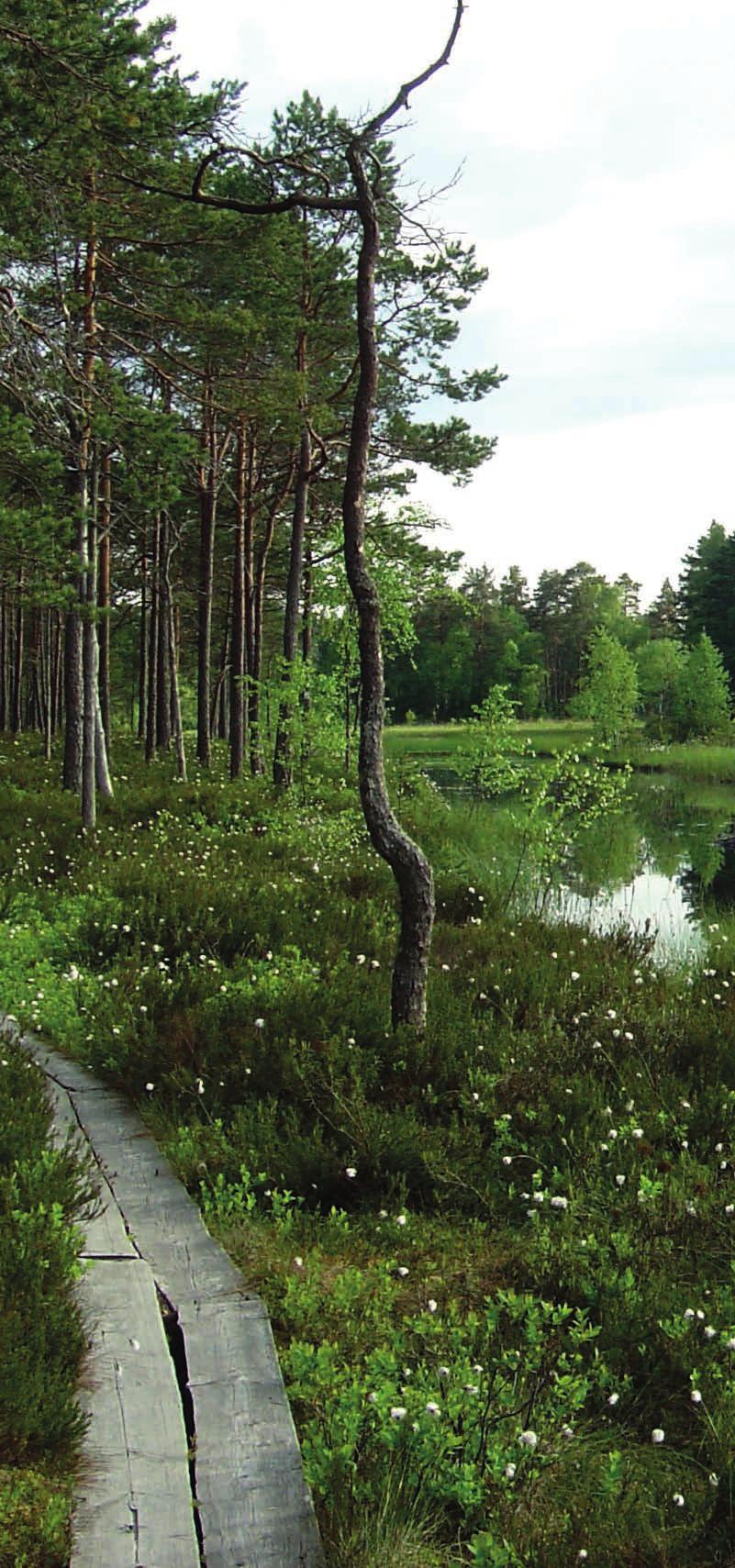 Polku kiemurtelee hetken Matildanjärven rannan viertä. Voit valita kahdesta vaihtoehtoisesta reitistä. Soveltuu lapsiperheille, ei kuitenkaan lastenrattailla kuljettavaksi.