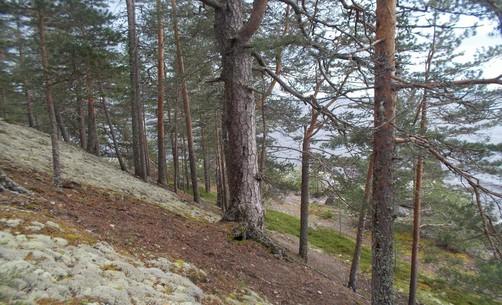 Lehtelän inventoinnin mukaan palon jälkeen syntynyttä boreaalista luonnonmetsää. 3.