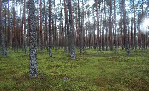 24. Boreaalista luonnonmetsää,