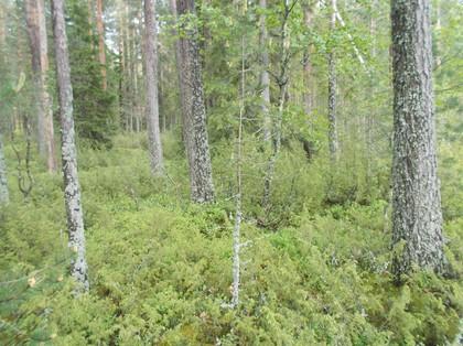 26. Boreaalista luonnonmetsää, edustavuusluokka