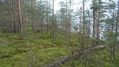 29. Boreaalista luonnonmetsää, edustavuusluokka merkittävä. 30.