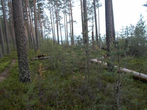 35. Boreaalista luonnonmetsää, edustavuusluokka merkittävä. 2-jaksoinen puusto, 1.jakso vanha, puuston tilajakauma satunnainen, eri-ikäistä lahopuuta yli 10 m3/ha. 36.