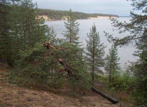 soita eivätkä täytä boreaalisen luonnonmetsän kriteereitä, kuuluvat