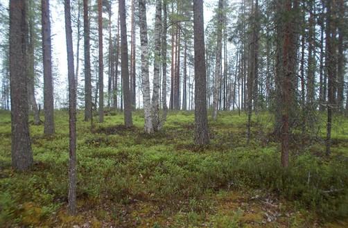 Tilajakaumaltaan satunnainen, erirakenteinen puusto, niukasti