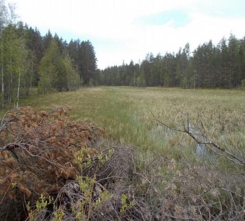 Ärjänsaareen aiemmin tehdyssä Natura-luontotyyppiselvityksessä (Lehtelä 2014) https://www.metsamaailma.