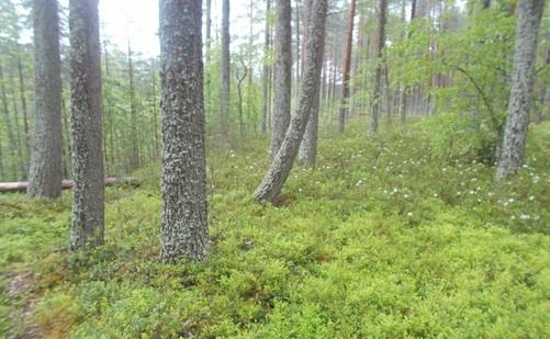 95. Harjumetsää. Hoito- ja käyttösuunnitelman säästökuvio. 96.