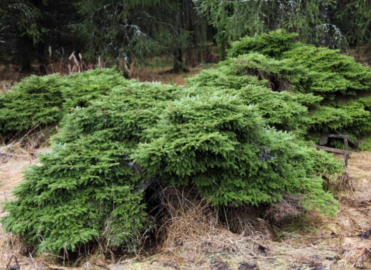 2. Metsäpuiden erikoismuotojen tuotteistaminen