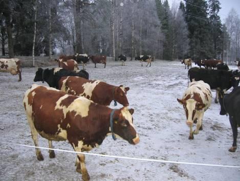 61 Tukien yhteismäärä on nykyisessä tuotannossa hieman alhaisempi kuin vuoden 2008 tukien kokonaismäärä, koska vuonna 2008 tilalle on maksettu vielä sonnipalkkiota sekä urospuolisten teurasnautojen