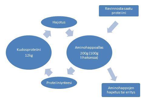tenkaan tarvitse saada ravinnosta, vaan suuri osa tästä määrästä on proteiinien kierrätystä, eli proteiinien hajotusta ja uudismuodostamista.