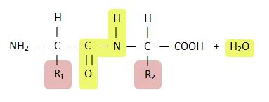 KUVA 1. Aminohapon yleinen kemiallinen rakenne. R kuvastaa aminohapon sivuketjua.