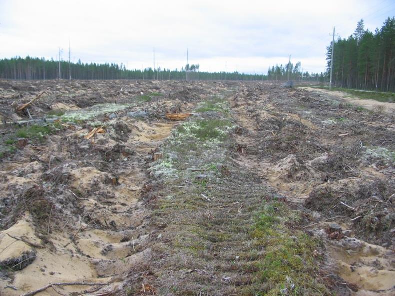 Metsätalous pohjavesialueilla toiminnan rajat Vesilaki käytännössä määrittelee toiminnan rajat Hyvän metsänhoidon suositukset (Tapio) Vesiensuojelu Työopas (Tapio) Metsänuudistaminen ja maanmuokkaus