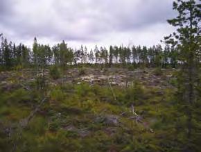 Kallioalue rajautuu toisaalla paikoin soistuneeseen varttuneeseen sekapuumännikköön ja toisaalla pieneen kuusitaimikkoon.