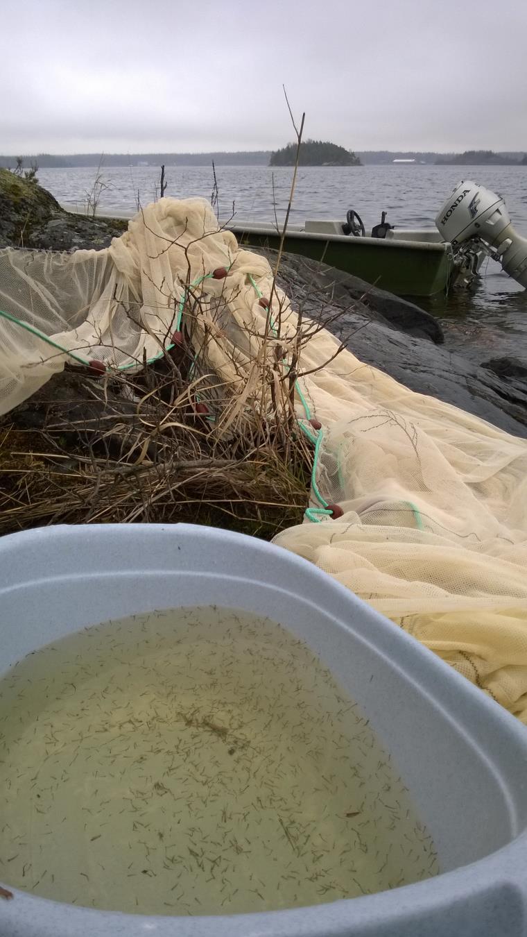 ETELÄ-SAIMAAN JA VUOKSEN KALATALOUDELLINEN TARKKAILU VUONNA 2015 Etelä Karjalan