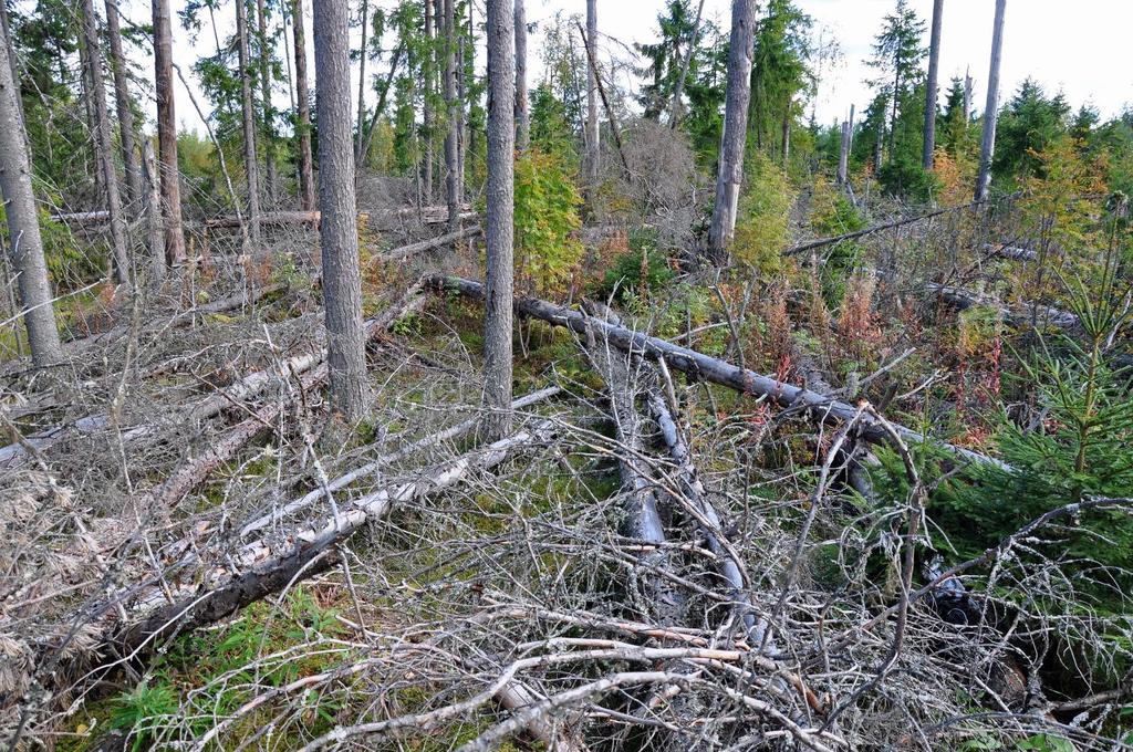 17 perkausten ja vanhojen patojen jäljiltä peräisin olevia rakenteita, mutta kokonaisuutena alue on suhteellisen luonnonmukainen. Reitin rannat ovat varsinkin koskien kohdalla asuttuja ja viljeltyjä.