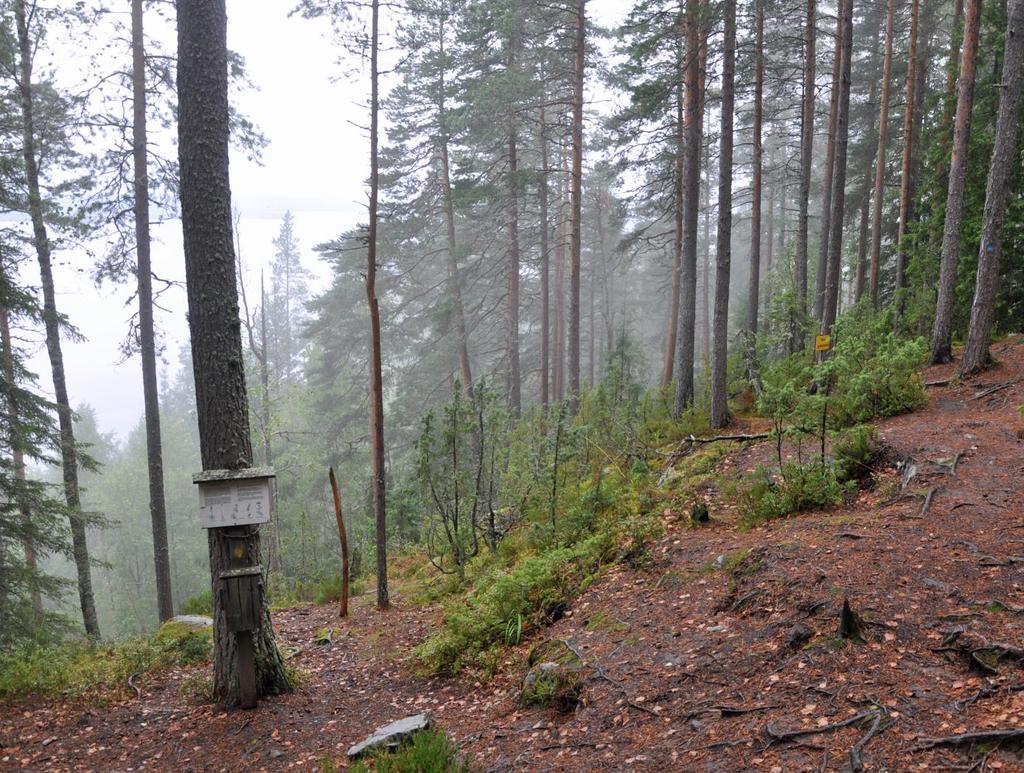 24 Kuva 6. Jyväskylän Vaarunvuorten Vaarunjyrkkä Arvioidut vaikutukset: Suojelualuemerkintä edistää alueen suojelun toteuttamista ja luontoarvojen säilymistä.