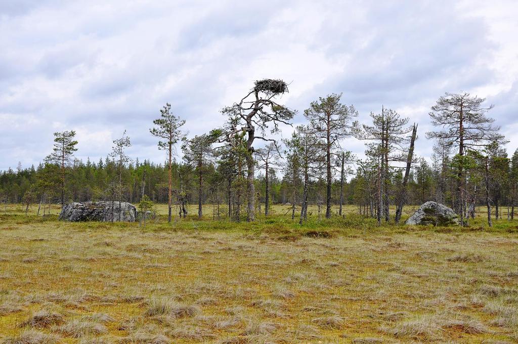 32 Seläntauksen suot Alueen koodi: FI0900057 Pinta-ala (ha): 2714 Kunnat: Pihtipudas, Kinnula Aluetyyppi: SCI ja SPA Alueen kuvaus: Seläntauksen suot on lähekkäisistä suoalueista koostuva suokohde,