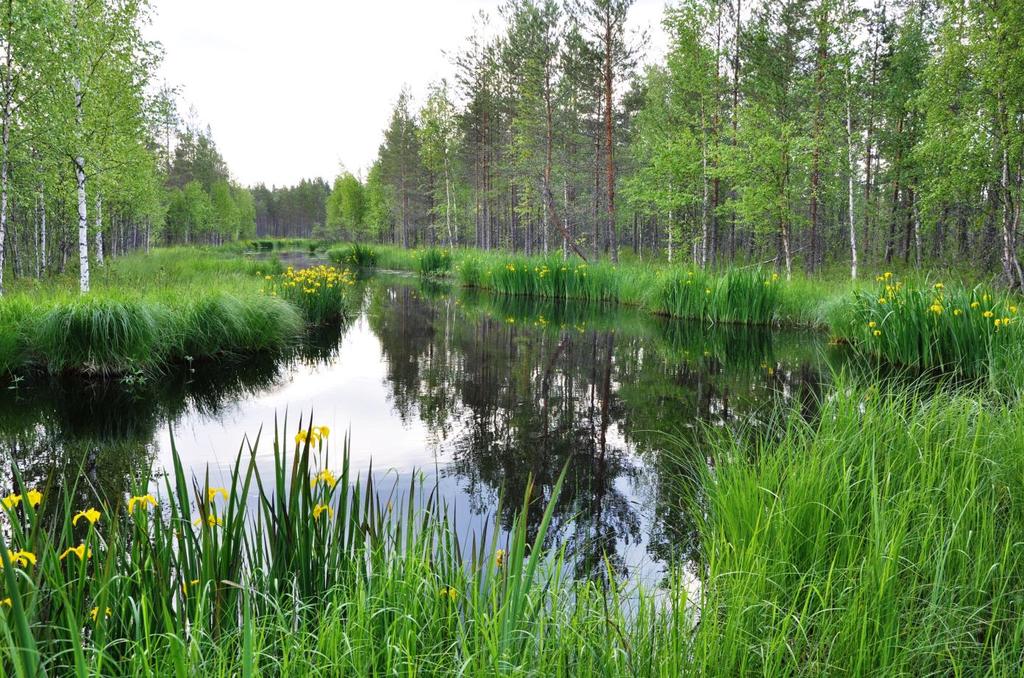 63 Hallinmäki Alueen koodi: FI0900124 Pinta-ala (ha): 211 Kunta: Jämsä Aluetyyppi: SCI Alueen kuvaus: Hallinmäki on erittäin edustavista ensisijaisen tärkeistä luontotyypeistä koostuva vanhan metsän