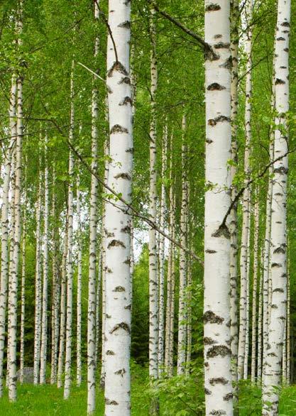 AFM-Forest Oy on kotimainen laadukkaiden metsäkoneen hakkuulaitteiden valmistaja. AFM-tuotteita käytetään vaativassa hakkuutyössä niin kotimaassa kuin ulkomailla.