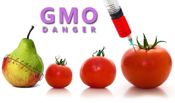 GMO herättää paljon kysymyksiä ja pelkoja. Mistä oikein on kysymys ja kuinka GMO vaikuttaa tavallisen ihmisen elämään.
