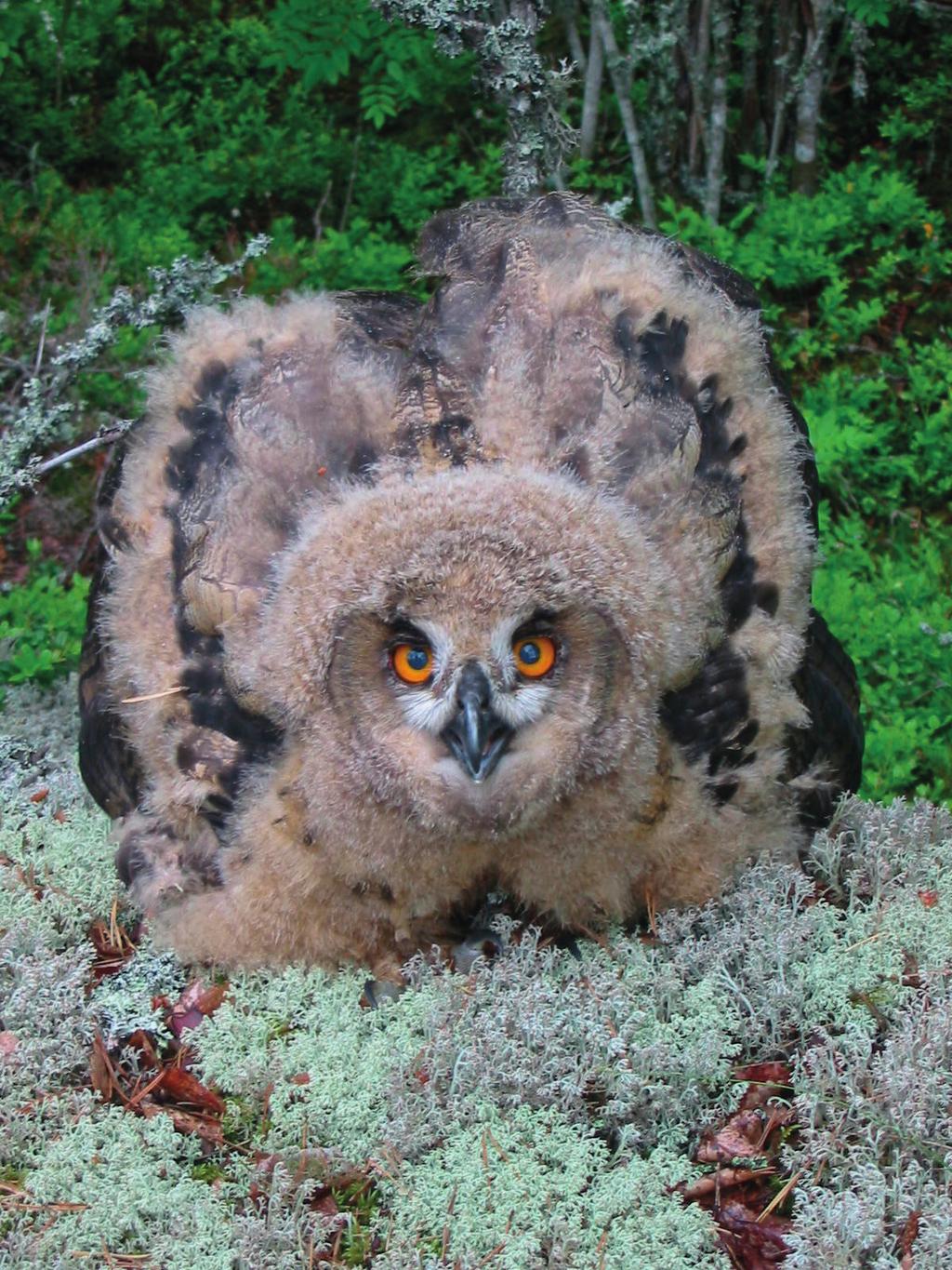 8. Yhteenveto ja johtopäätökset Hanke ei todennäköisesti merkittävästi heikennä niitä Natura-luontotyyppejä tai Lintudirektiivin liitteen I lajien elinmahdollisuuksia, joiden vuoksi