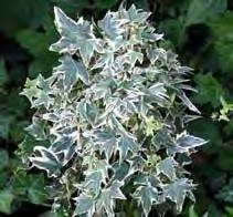 47586 Beacon Silver, hopeanvihreät lehdet, lilat kukat 102/100 0,55 OSTEOSPERMUM ECKLONIS, tarhatähtisilmä