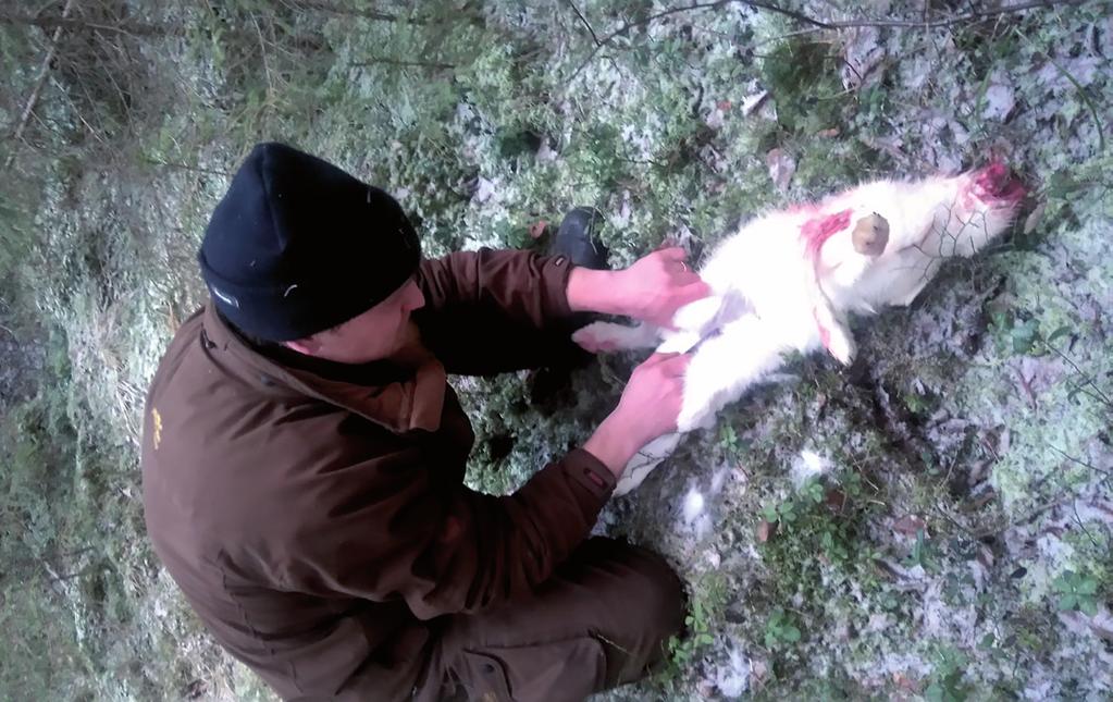 Kuva: Pentti Valkeajärvi Yksi seuramme innokkaista