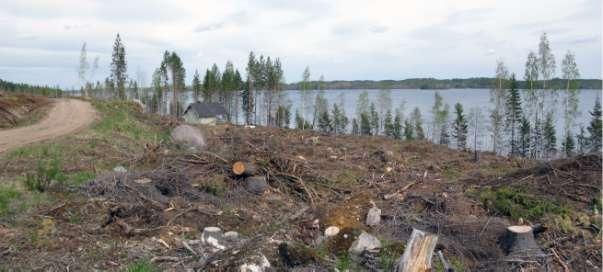 Hirvirinteen keskimmäinen rakentamaton tontti ja pohjoisin jo rakennettu tontti. Ei Havaintoja muinaisjäännöksistä. Kuvattuna kohti pohjoista. 19.5. 2011. Kiviranta (kohde 4.