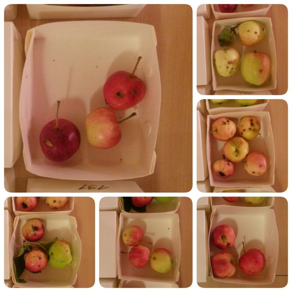 Kuva 2. Oppilaat voivat tuoda kouluun kotipuutarhoista kerättyjä omenia, marjoja tai muita vanhoja kasvikantoja tutkittavaksi.