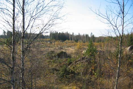 Kuva 18. Valokuva suunnittelualueen ja Natura-alueen väliseltä hakkuuaukealta.