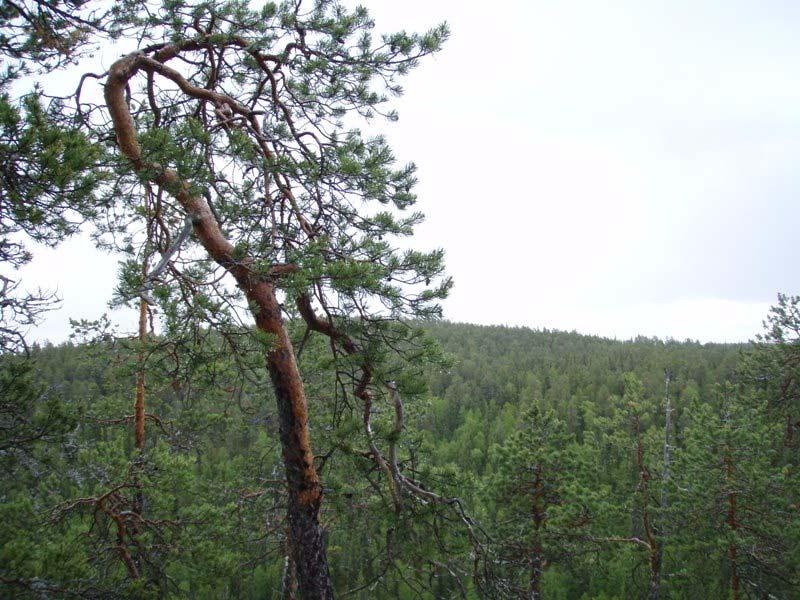 Kulttuuriperintökohteiden inventointi 2007 könkään Natura 2000 alue Rovaniemi