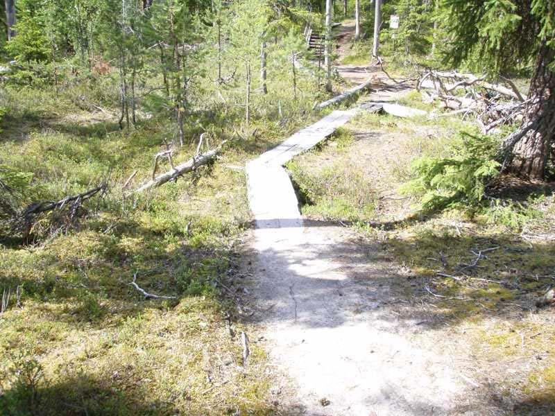 Metsähallitus Kuva 23. Ispinävaara. Hiilimiilu.