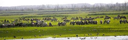 58 ALGEMENE LEDENVERGADERING VNF 2013 OP UNIEKE PLEK! De Algemene Leden Vergadering van de VNF is op 3 maart jl. gehouden in het natuurgebied de Oostvaarders.