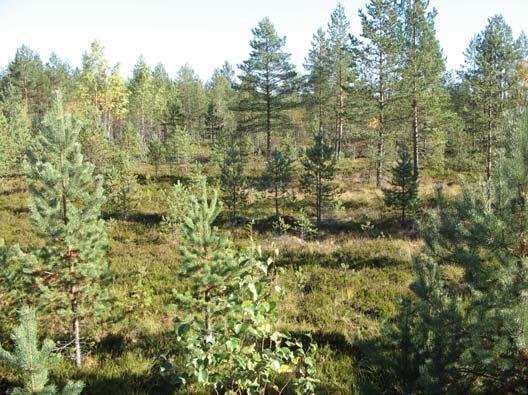 3 metrin karkearakeinen, tiivis hiekka /soramuodostuma, jonka alapuolella on kerroksellisia, hienorakeisia maakerrostumia ja hiekkakerrostumia ulottuen ainakin paikoin vähintään 20 m syvyyteen