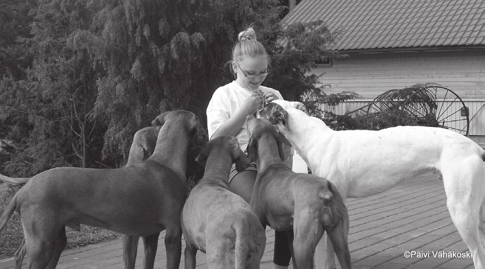 jolloin nurkan takaa tuli mahdollisuus toteuttaa äiti-päivin pitkäaikainen haave greyhoundista. Missä tutustuit greyhoundeihin? Miten päädyit rotuna juuri greyhoundiin?