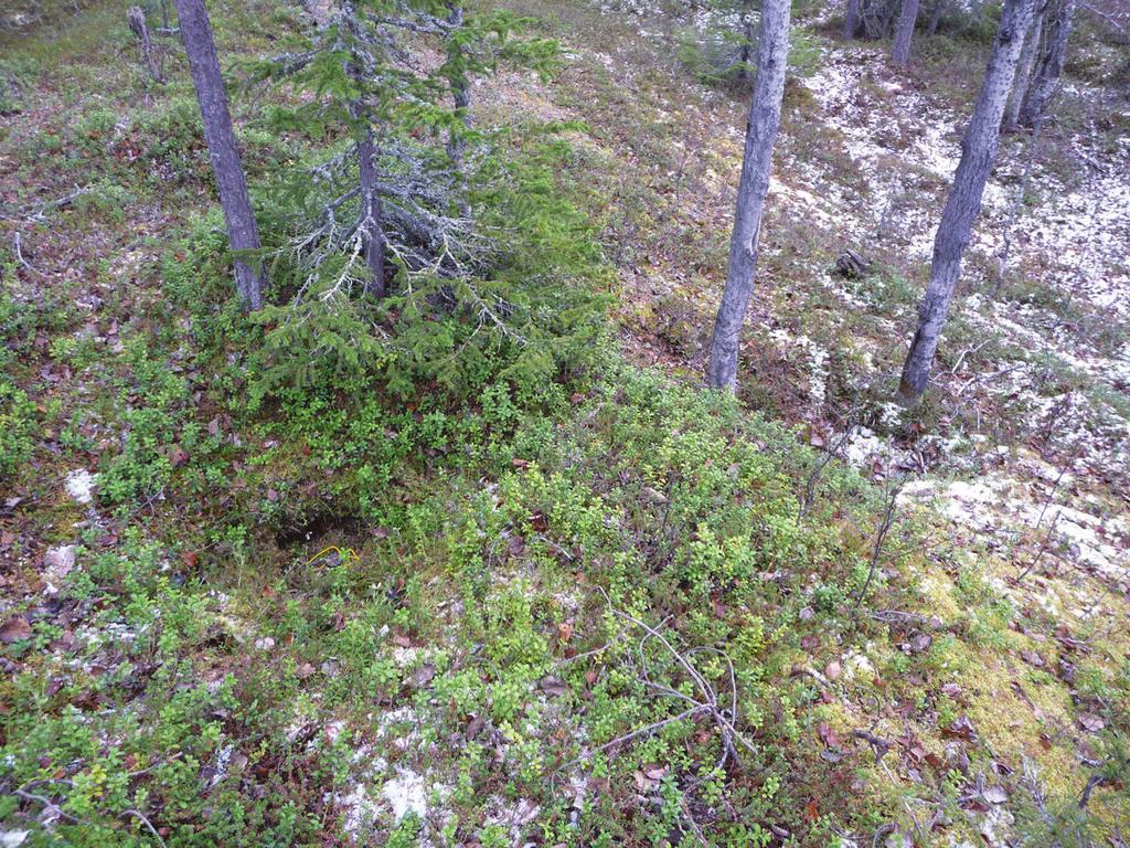 Kohteen kuvaus Tervahauta on muodoltaan lähes pyöreä. Sen koko on noin 1,8 m x 1,6 m. Syvyys on noin 40 cm.