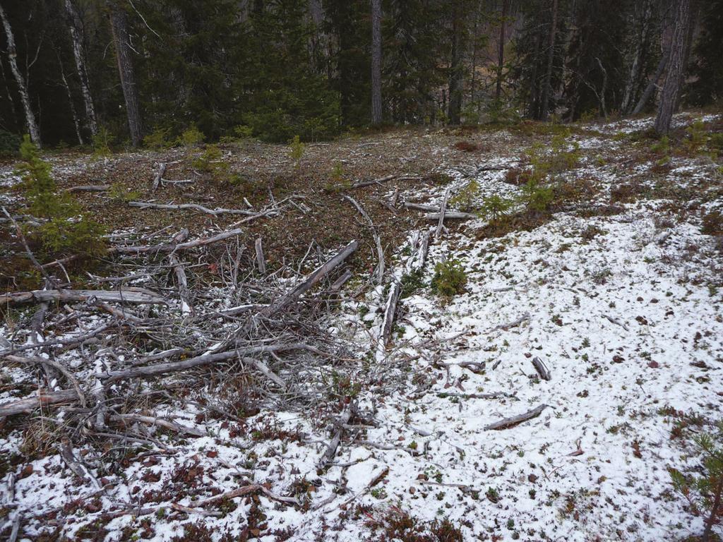 TUTKIMUSKERTOMUS Sijain ja maasto Kohde sijaitsee Pikkunivanvaaran länsipuolella, noin 250 m Sa asen rannasta lounaaseen.