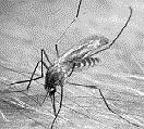 alphavirus Pletnev et al, Cell. 2001 105:127-36. Pogostantauti Esiintyy laajoina epidemioina syyskesäisin, epidemioina 7 vuoden välein: 1974, 1981, 1988, 1995, 2002,.