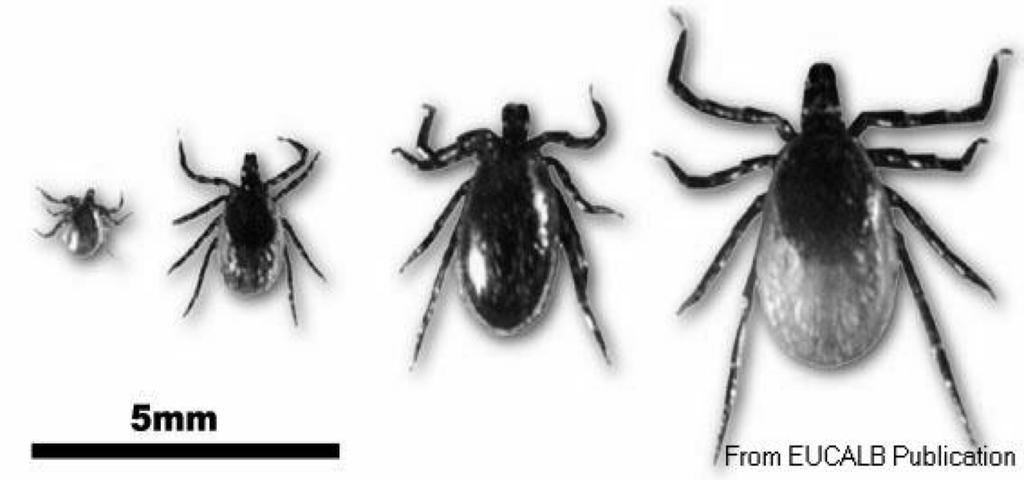 Puutiaisaivokuume, Kumlingen tauti Tick-borne encephalitis (TBE) AIHEUTTAJA: TBE-virus (flavivirus) TBE Euroopassa: herkkä