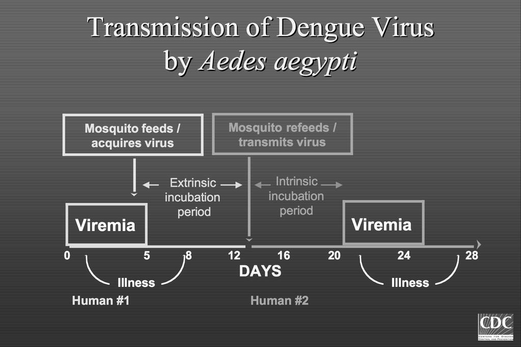 Flavivirusten väliset ristireaktiot --> matkustus- ja rokoteananmeesi tärkeä Denguevirus Keltakuume ja keltakuumerokote Japanin enkefaliitti ja -rokote West Nile -virus Vaccine failure infektio: IgM