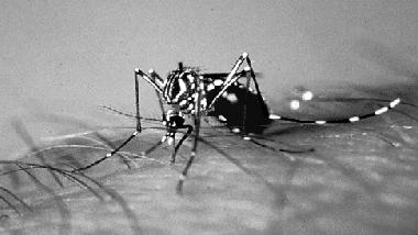 ehkäisy Ei spesifiä (virus)lääkettä Punkkien välttäminen? - tartuu minuuteissa punkin syljestä, toisin kuin borrelioosi pastöroimattoman vuohenmaidon välttäminen.